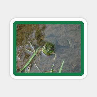 Froggy Magnet