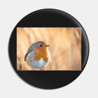 Robin redbreast in gold Pin