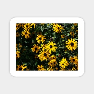 Yellow sunflower design Magnet