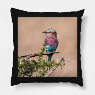 Lilac-Breasted Roller Pillow