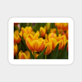 Various tulips in the park Magnet