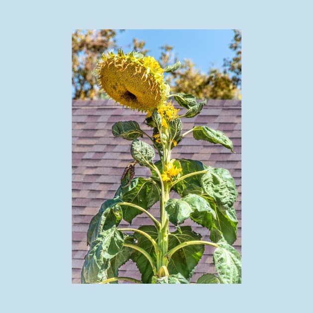 Giant Towering Sunflower by Debra Martz by Debra Martz