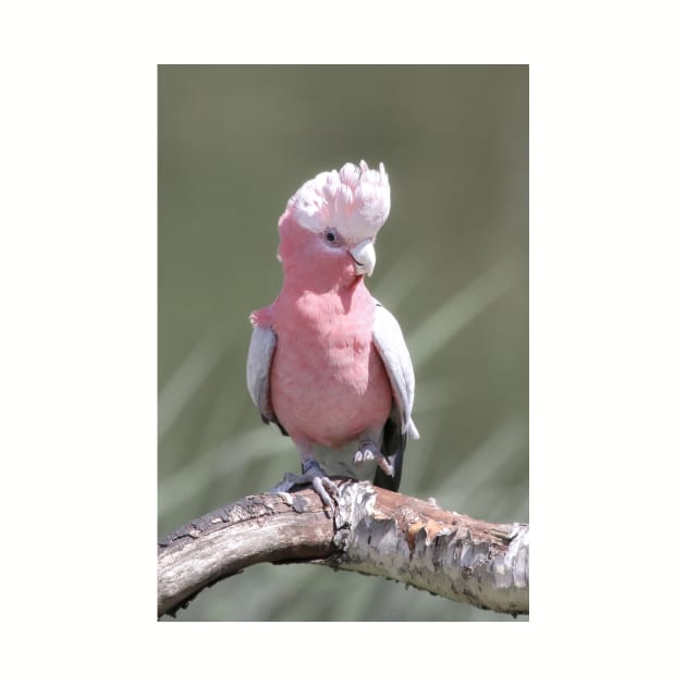 Pink cockatoo by Melissa Peltenburg Travel Photography