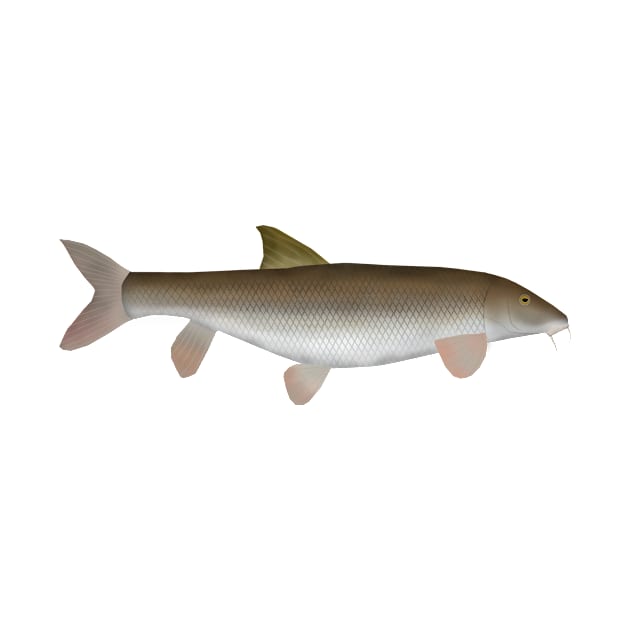 Barbel by FishFolkArt