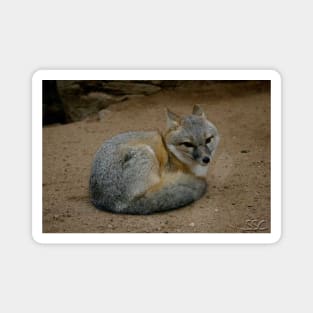 Swift Fox Magnet