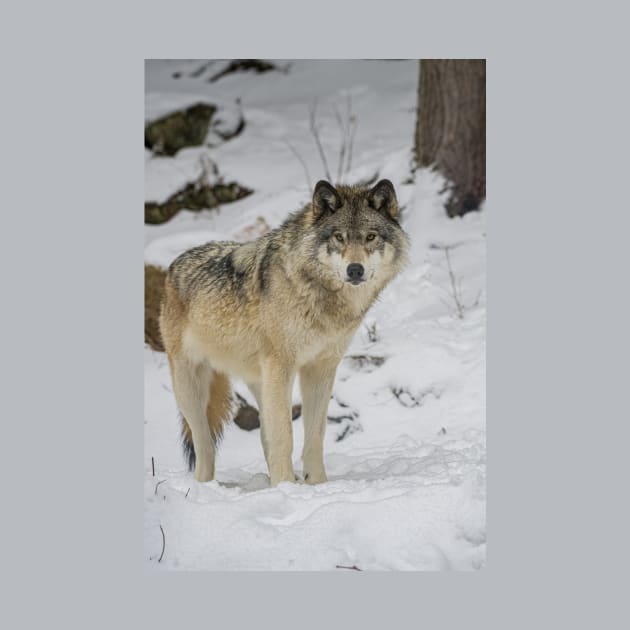 Eastern Gray Wolf by jaydee1400