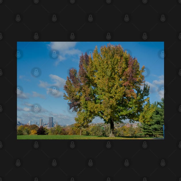 Tree in Schenley Oval by Imagery