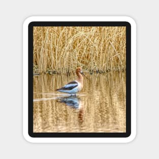 Migrating American Avocets Magnet