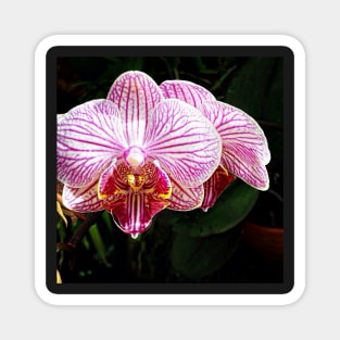 Orchid Love Magnet