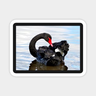 A Beautiful Black Swan Magnet