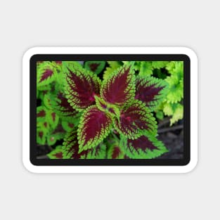 Red and green coleus plant leaves Magnet