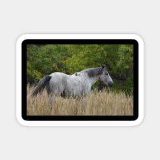 Wild Grey Horse Magnet