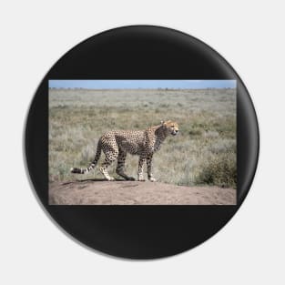 Cheetah on the Serengeti, Tanzania Pin