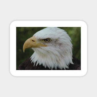 Bald Eagle (Cool) Magnet