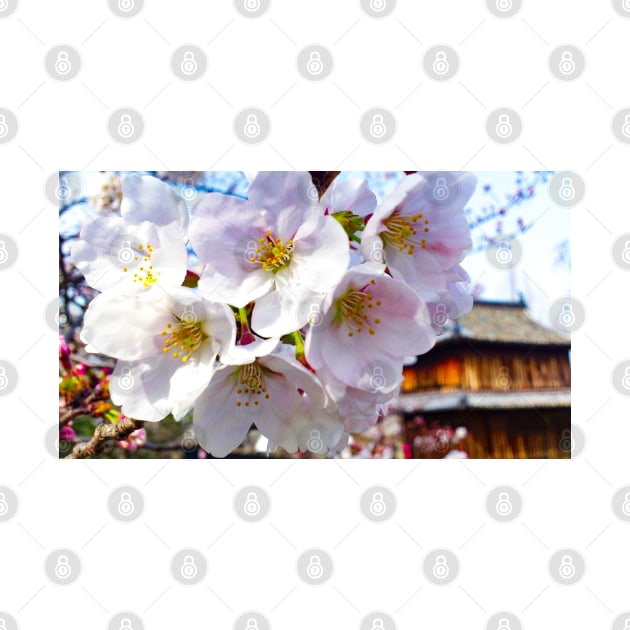 Photography - hanami at Fukuoka castle by Karoのkyuuto