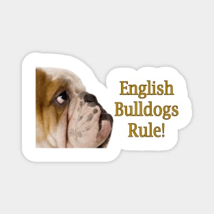 English Bulldogs Rule! Magnet