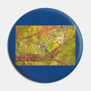 cla blue tanagers Pin