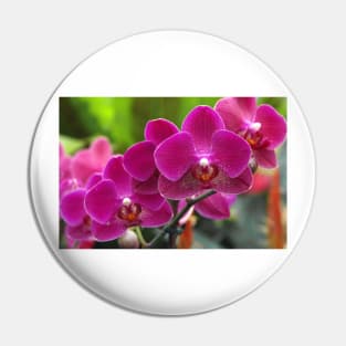 Phalaenopsis 'Red Jewel' (B535/1275) Pin