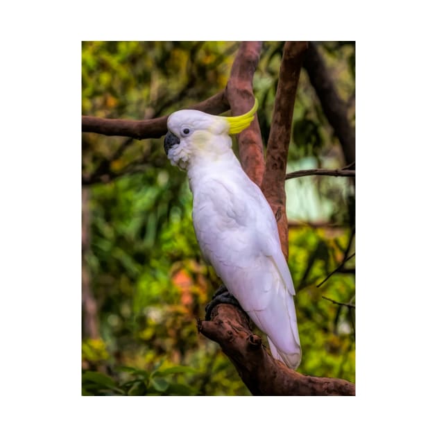 Yellow Crested Cockatoo by Memories4you