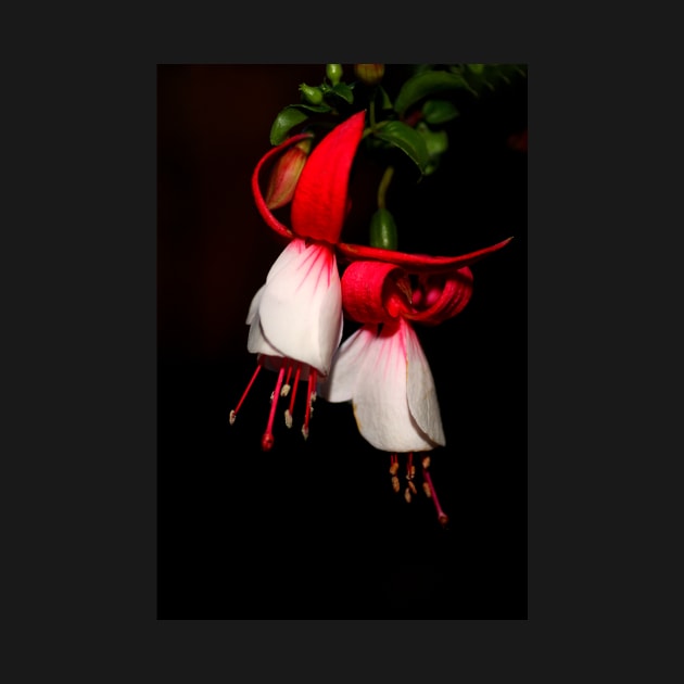 Fuschia in Red and White by Carole-Anne