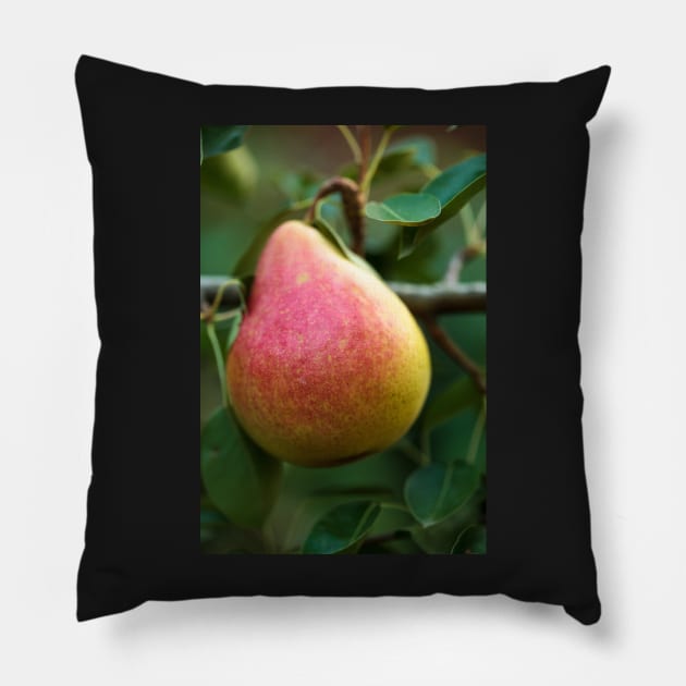 Red yellow pear on a branch Pillow by naturalis