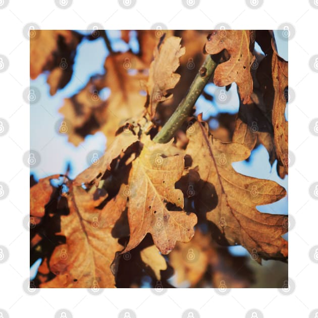 Autumn oak leaves by Jonesyinc