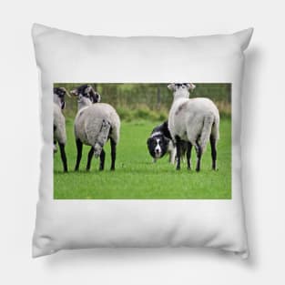 Working Sheepdog Pillow