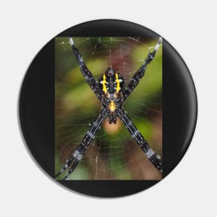 Female Hawaiian garden spider Argiope appensa Pin