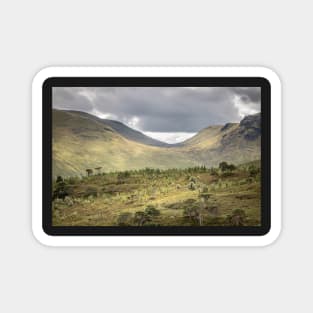 'Old Scots Pines', Glen Lyon, Perthshire. Magnet