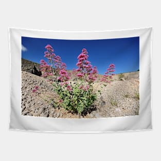 Red valerian (Centranthus ruber) flowers (C024/9378) Tapestry