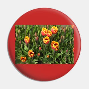 Tulips, Washington State, Nature, gifts, Natural Vibes Pin