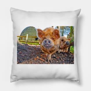 New Zealand Kunekune Pig Pillow