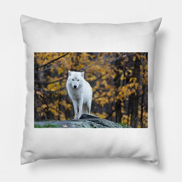 Arctic Wolf - Parc Omega, Quebec Pillow by josefpittner