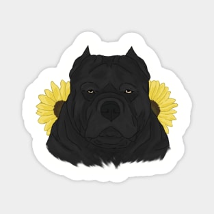 Black American Bully with Sunflowers Magnet