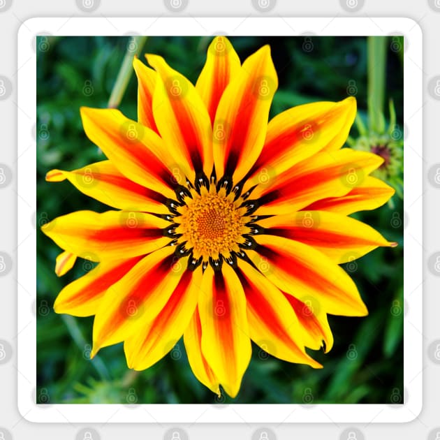 cli star burst - Flower - Sticker | TeePublic