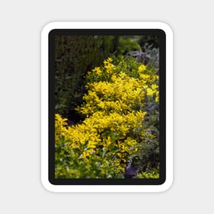 Golden euonymus shrub Magnet