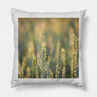 Common Wheat Pillow