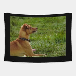 Dog show Tapestry