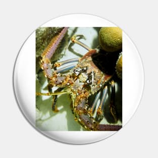 Caribbean Reef Lobster Close Up - Macro Head Photograph Pin