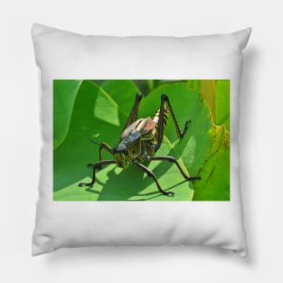 Lubber Grasshopper Pillow