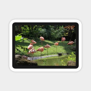 Flamingo's at Deshaie Botanical Garden Magnet