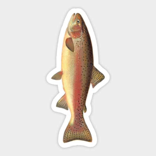 Rainbow Trout Size Chart