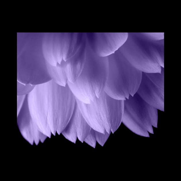 Ultra violet purple flower petals black by PLdesign