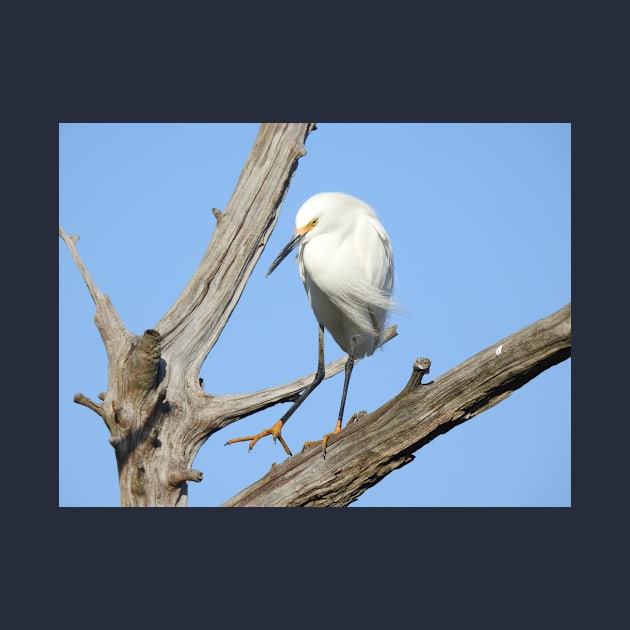 Snowy egret, wild birds, wildlife gifts by sandyo2ly