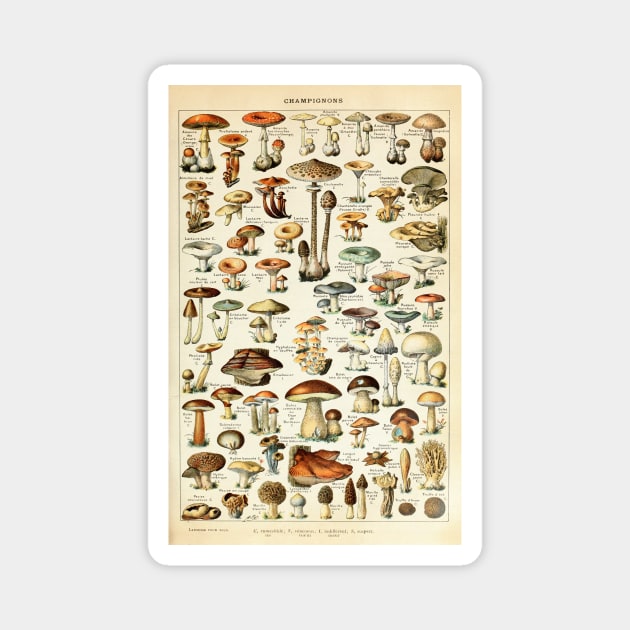 Champignon I Vintage French Mushroom Chart Magnet by visionarysea