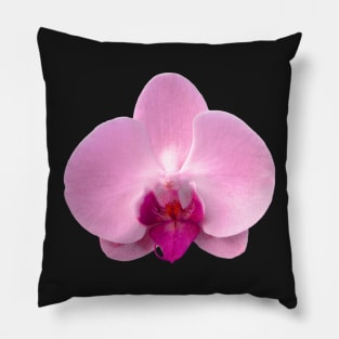 Orchid, Dorne Phalaenopsis in Light Pink Pillow