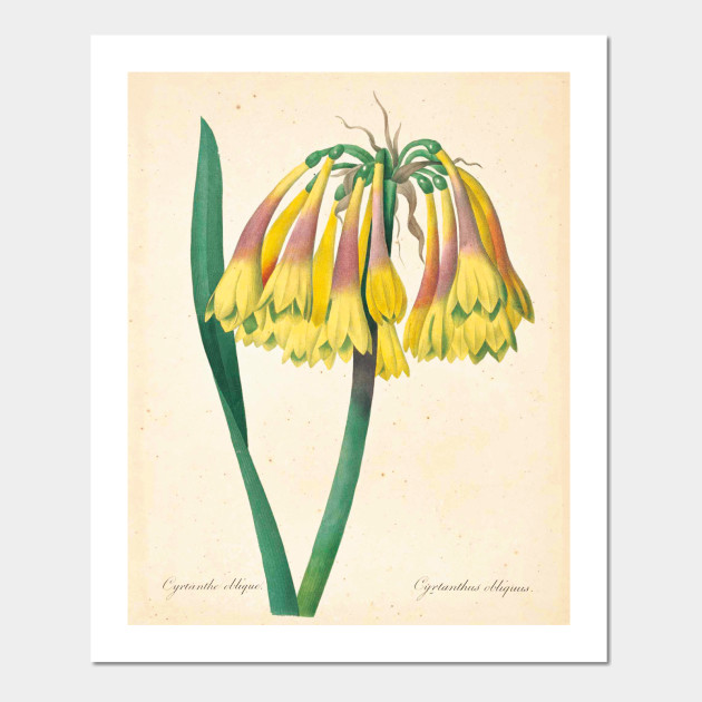 Vintage Flower Color Pencil Hand Drawing