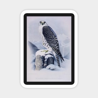 Vintage Bird-Available As Art Prints-Mugs,Cases,Duvets,T Shirts,Stickers,etc Magnet