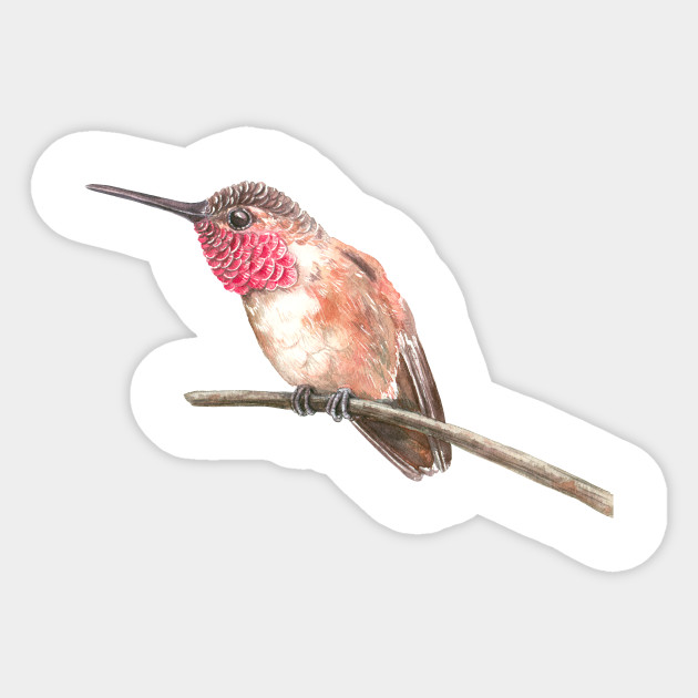 Hummingbird Watercolor Hummingbird Sticker Teepublic