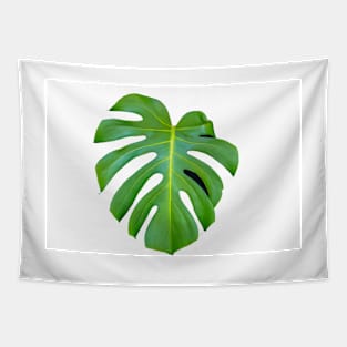 Bright green monstera leaf on white background closeup Tapestry